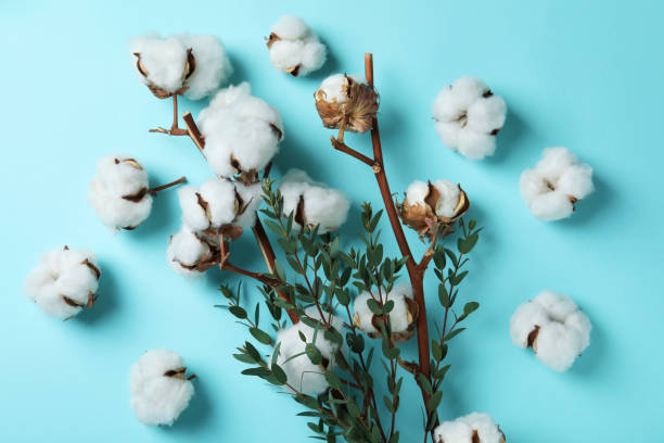 istock Cotton plant branches on blue background, top view 1368941051