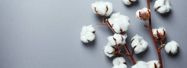 istock Cotton plant branches on gray background, space for text 1368941059