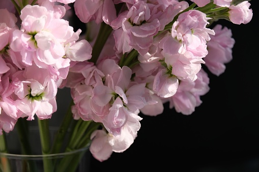 Close up pink flowers (Matthiola incana) in vase