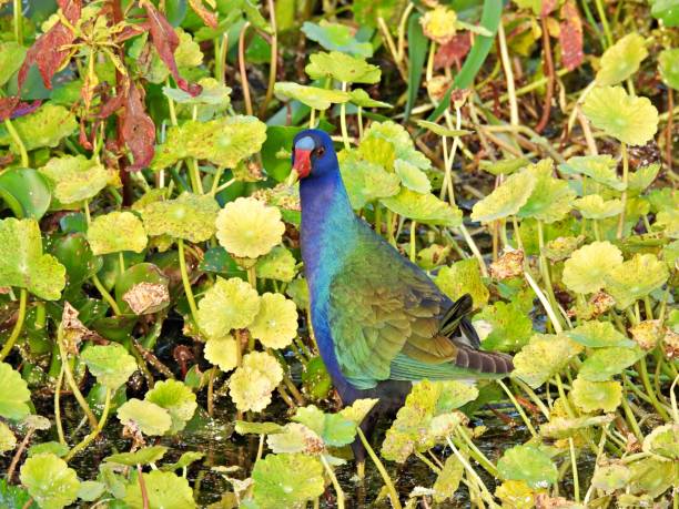 istock Purple Gallinule (Porphyrio martinica) perched in the water plants 1368943996
