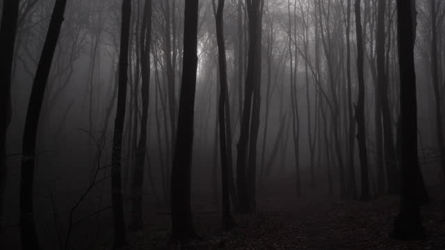Foggy forest during a winter day