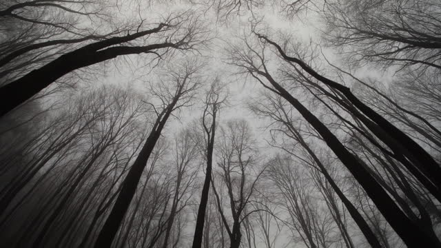 Through a foggy forest