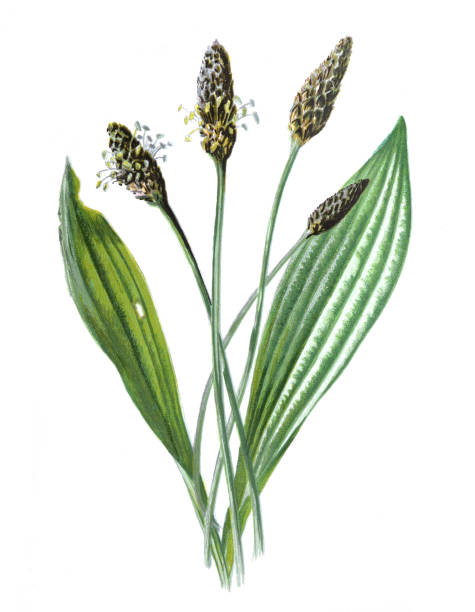 Plantago lanceolata or ribwort plantain, narrowleaf plantain, English plantain, ribleaf,citation needed lamb's tongue.  Antique hand drawn field flowers illustration. Vintage and antique flowers. wild flower illustration. 19th century. retro style.
