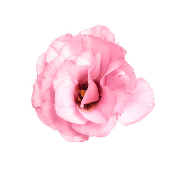 istock Beautiful fresh Eustoma flower isolated on white 1368950522