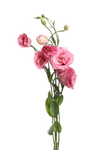 istock Beautiful fresh Eustoma flowers isolated on white 1368950534