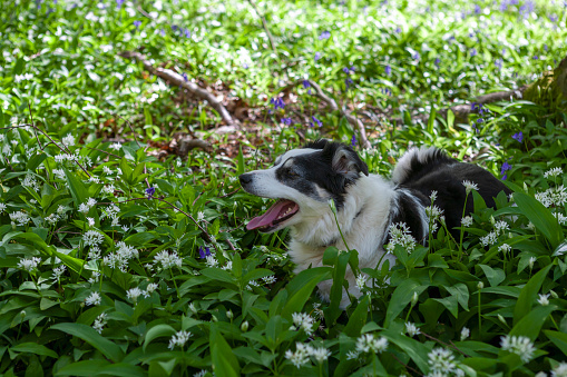 A Border Collie dog resting in the shade on a carpet of wild garlic (Allium ursinum) and bluebells (Hyacinthoides non-scripta) in Wildhams Wood near Stoughton, South Downs National Park, West Sussex, UK