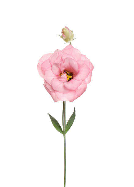 istock Beautiful fresh Eustoma flowers isolated on white 1368951208