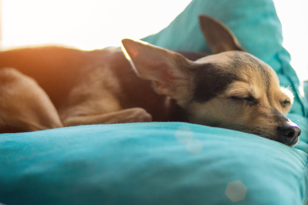 perro en invierno bajo una manta, envuelto en una cama caliente - chihuahua dog pets yawning fotografías e imágenes de stock