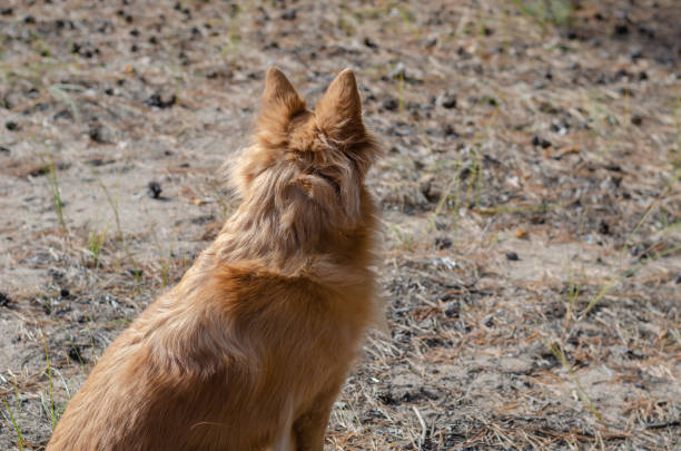 istock The red dog sits on the sand covered with needles and cones. 1368954937