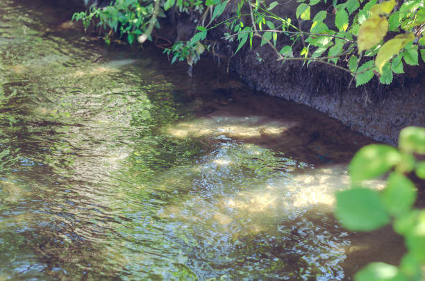 istock The current of a small forest river. A tiny ripple on the surfac 1368954943