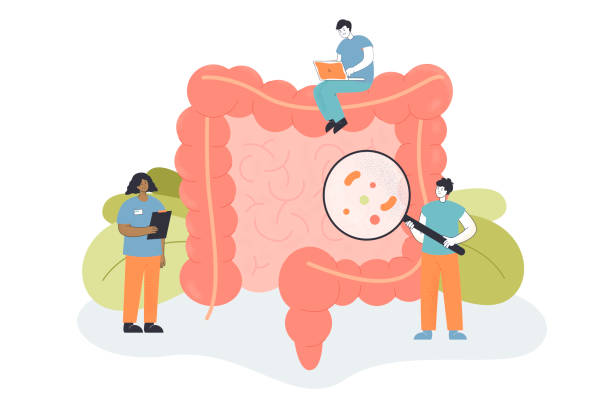 ilustrações, clipart, desenhos animados e ícones de equipe de médicos minúsculos verificando intestino para inflamação - descending colon
