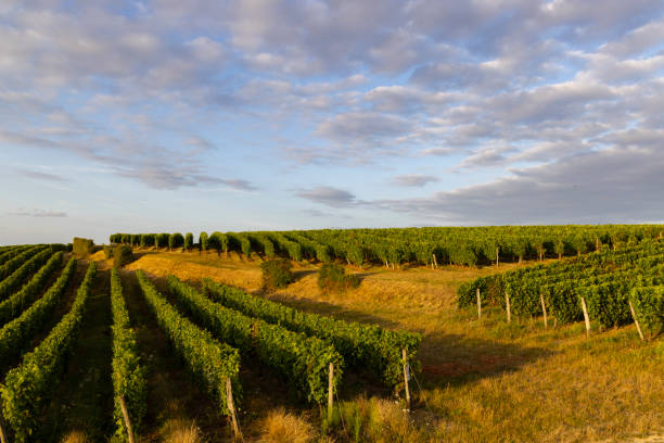 vineyard near montsoreau, pays de la loire, france - pays de la loire photos et images de collection
