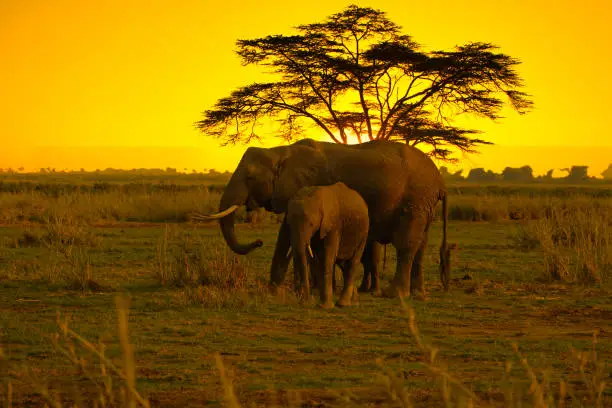 Elephants and sunset in Tsavo East and Tsavo West National Park in Kenya