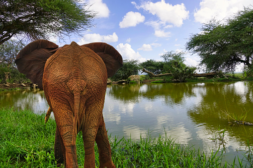 An african elephant charging in the forest with blu sky and cloud  Serengeti National Park – Tanzania