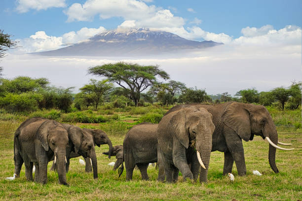 Elephants and Kilimanjaro in Amboseli National Park Elephants and Kilimanjaro in Amboseli National Park national wildlife reserve stock pictures, royalty-free photos & images