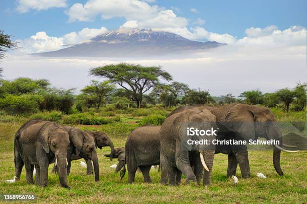 Elephants And Kilimanjaro In Amboseli National Park Stock Photo - Download Image Now