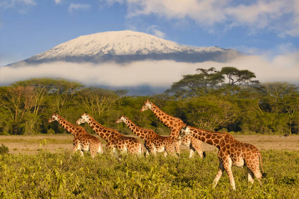 giraffen und der kilimandscharo im amboseli nationalpark - giraffe stock-fotos und bilder