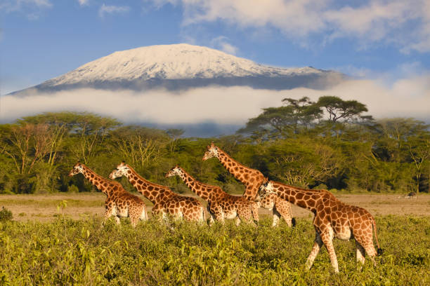 jirafas y kilimanjaro en el parque nacional amboseli - tanzania fotografías e imágenes de stock