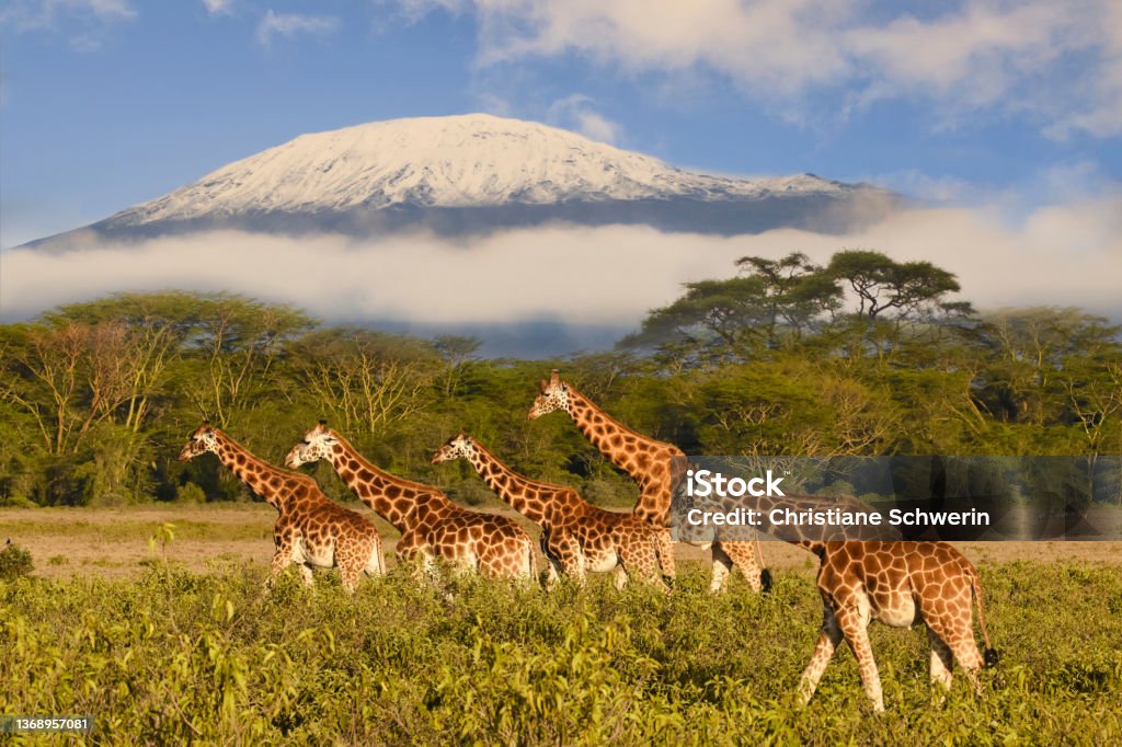 Giraffes and Mount Kilimanjaro in Amboseli National Park Mt Kilimanjaro Stock Photo