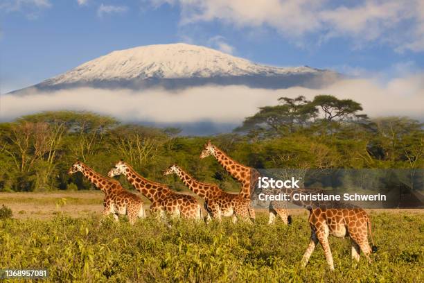Giraffes And Mount Kilimanjaro In Amboseli National Park Stock Photo - Download Image Now