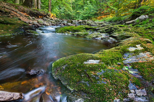Low angle view of a small mountain creek in the High Fens, Ardennes, Belgium running between green moss covered rocks.