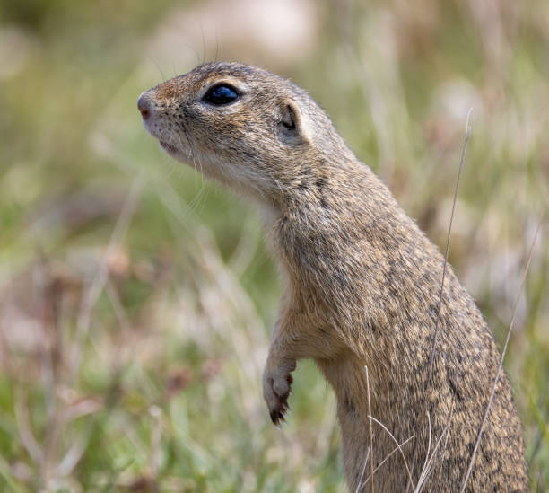 istock Ground squirrel colony, national natural monuments Radouc, Mlada Boleslav, Czech Republic 1368957940