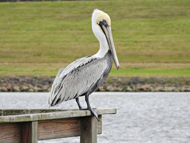 istock Brown Pelican (Pelecanus occidentalis) - resting on a pier 1368958059