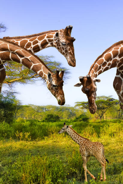 Giraffen und Sonnenuntergang im Nationalpark Tsavo Ost und Tsavo West in Kenia Giraffes and sunset in Kenya's Tsavo East and Tsavo West National Parks tsavo east national park photos stock pictures, royalty-free photos & images