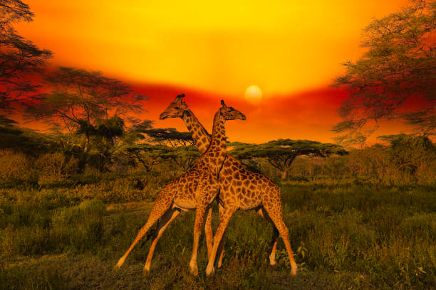 Giraffes and sunset in Kenya's Tsavo East and Tsavo West National Parks Giraffes and sunset in Kenya's Tsavo East and Tsavo West National Parks tsavo east national park stock pictures, royalty-free photos & images