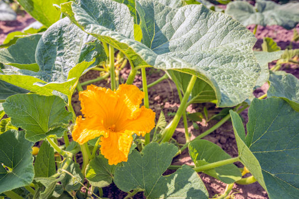Yellow flowering pumpkin plant on a sunny day in springtime. The photo was taken at a specialized pumpkin growing company in the Dutch province of North Brabant.
