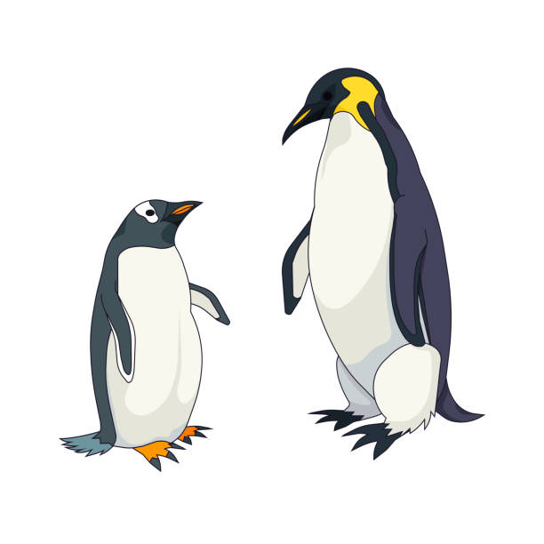 pingwin gentoo i pingwin cesarski w stylu cartoon, zestaw wodnych nielotnych ptaków lub pingwinów na białym izolowanym tle, koncepcja ptaka biegunowego i dzikiej przyrody antarktydy, natura, ornitologia. - gentoo penguin stock illustrations
