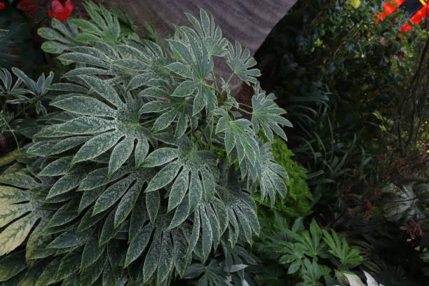 istock Exotic Fussy Leaf Plant 1368958604