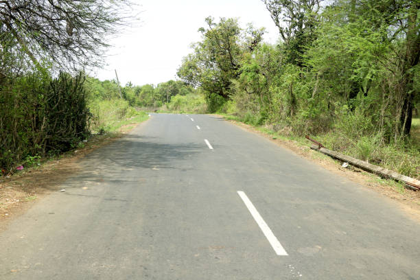 istock Asphalt road through the forest, with bike line along 1368959408