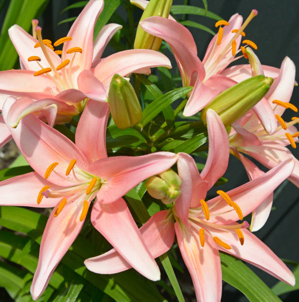 istock Pink lily flower in the garden. 1368963665