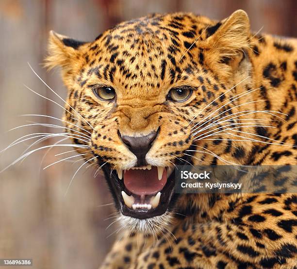 Portrait Of A Snarling Leopard Stock Photo - Download Image Now - Jaguar -  Cat, Animal, Animal Themes - iStock