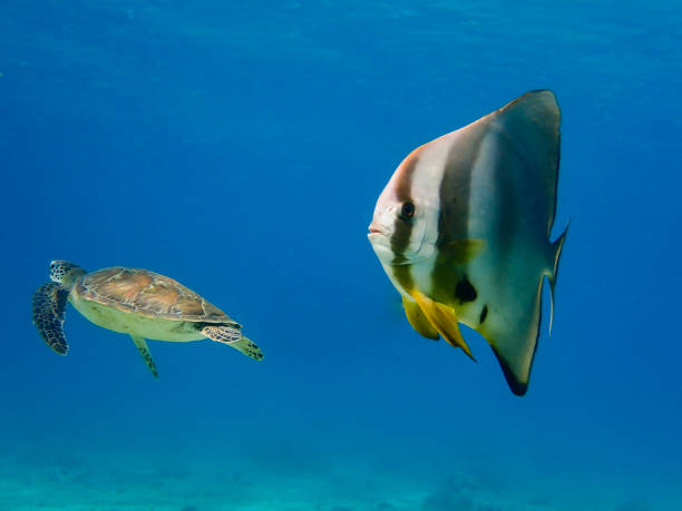 Batfish and turtle swimming in Mayotte blue lagoon Batfish and turtle swimming in Mayotte blue lagoon longfin spadefish stock pictures, royalty-free photos & images