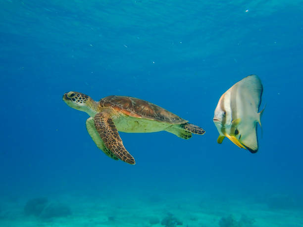 istock Batfish and turtle swimming in Mayotte blue lagoon 1368964392