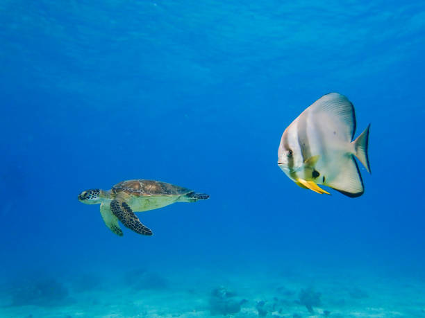 Batfish and turtle swimming in Mayotte blue lagoon Batfish and turtle swimming in Mayotte blue lagoon orbicular batfish stock pictures, royalty-free photos & images