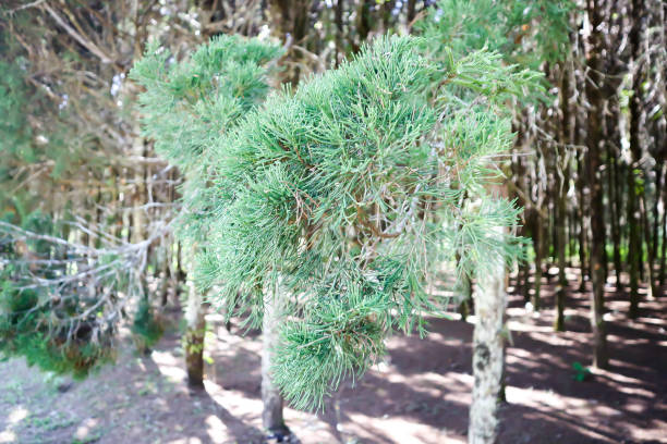 istock pine tree , Juniperus chinensis, Chinese juniper or CUPRESSACEAE 1368964414