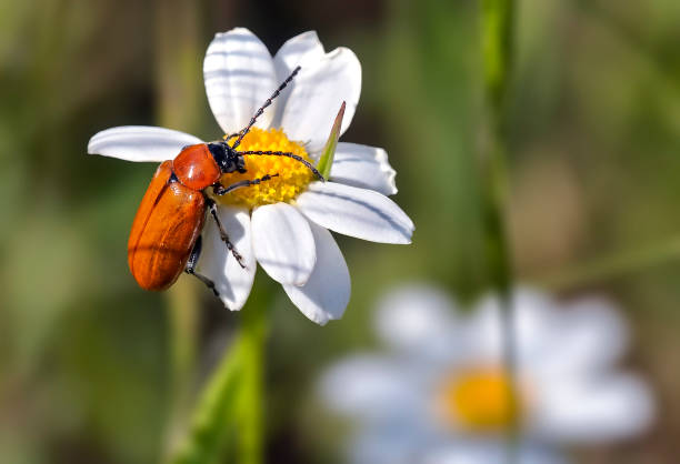Beetle. Aphthona sp. Chrysomela on white wildflower in spring. Cadsldo de los Vidrios. Madrid.