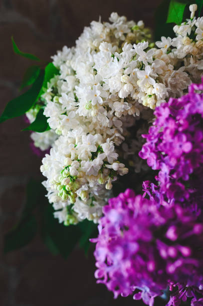 bouquet of white and purple lilacs close up - mor leylak stok fotoğraflar ve resimler