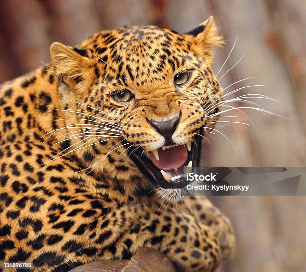 Leopard Stock Photo - Download Image Now - Snarling, Leopard, Jaguar - Cat  - iStock