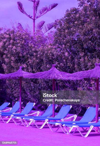 Sun Loungers In Luxurious Resort Background Travel Summervacation Relax Concept Purple Colors Trend Very Peri Wallpapers Stock Photo - Download Image Now