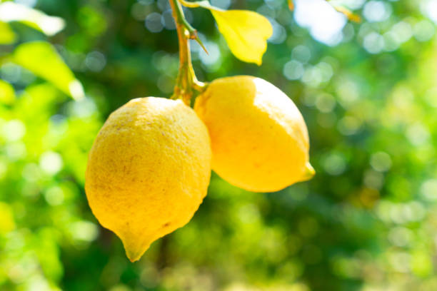istock Lemon garden of Sorrento 1368970187