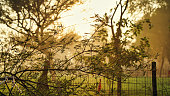 Acacia tree branch and foggy morning background. Golden hour shots in winter season.