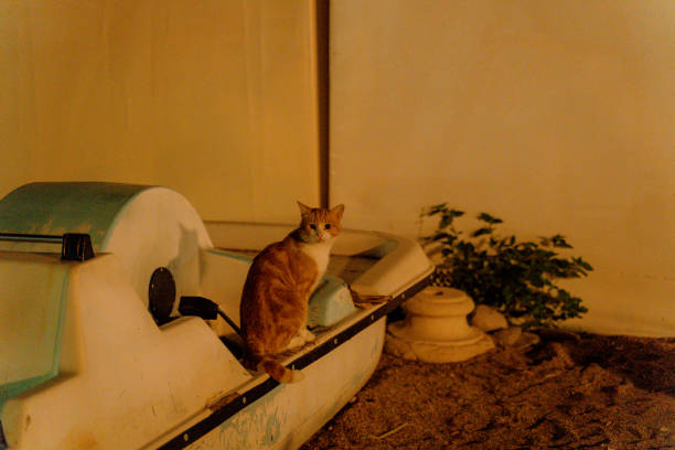 Catamaran. The cat is sitting on a catamaran.