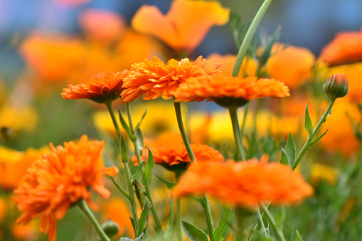 Orange daisy flowerbed, marigold flower close up outdoor shot