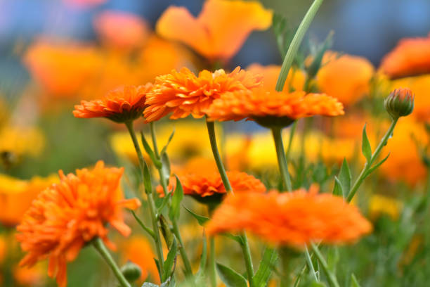 Orange daisy flowerbed, marigold flower close up outdoor shot Plants easy to grow horizontal photo orange flowers pot marigold stock pictures, royalty-free photos & images