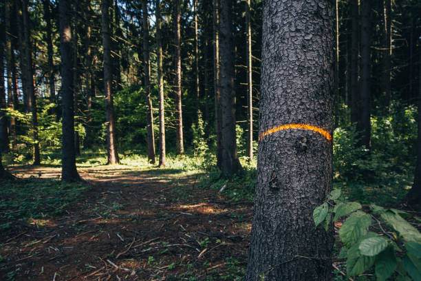 istock Marking a tree trunk in the forest with paint for felling - 1368972371