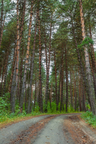 istock Dirt road leads through the forest among many pines and other trees 1368972585